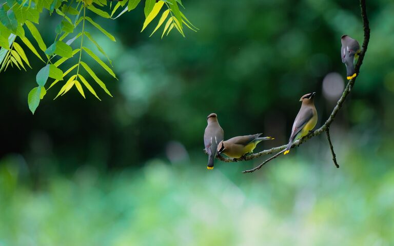 Consejos para principiantes que quieren observar aves en el patio